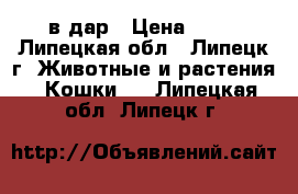 в дар › Цена ­ 10 - Липецкая обл., Липецк г. Животные и растения » Кошки   . Липецкая обл.,Липецк г.